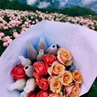 🌹สวนกุหลาบโรแมนติกชิดขอบฟ้า – เชียงใหม่🌄
