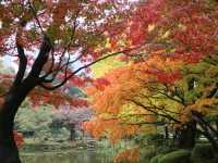 秋意盎然的都心秘境日比谷公園