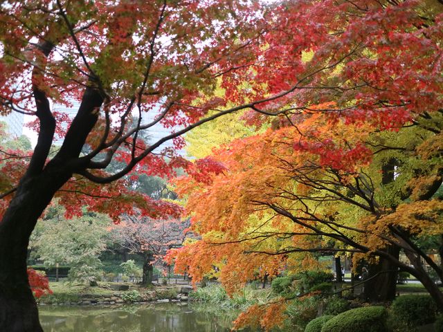 秋意盎然的都心秘境日比谷公園