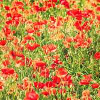 Solo Escape to Olympic Park’s Wildflower Field: Seoul’s Natural Sanctuary** 🌼🌿  