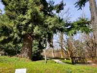 Tree Huggers’ Paradise at Shekvetili Dendrological Park