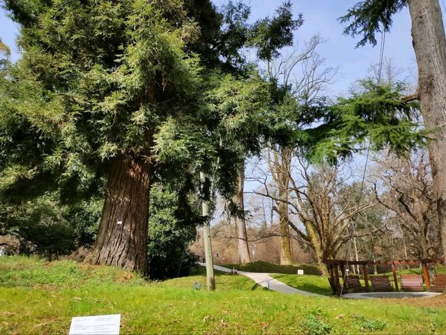 Tree Huggers’ Paradise at Shekvetili Dendrological Park