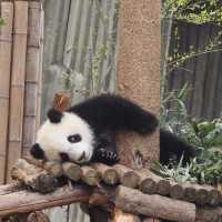 เช็คอินเฉิงตูดูน้องแพนด้า🐼
