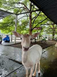 Mountain Coffee @ Zoo ระยอง