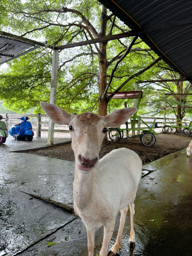 Mountain Coffee @ Zoo ระยอง