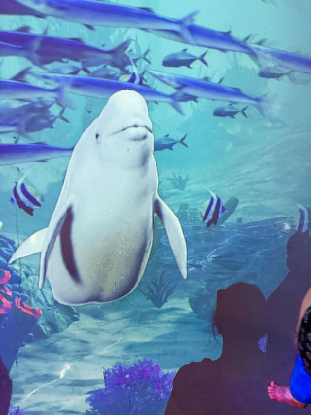 아이와 실내데이트하기 좋은 이색 수족관 카페🐟
