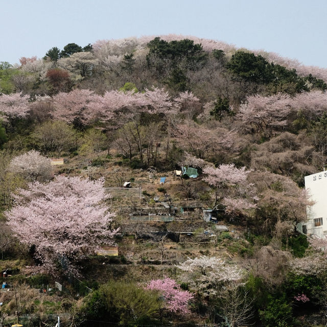 🎨 Gamcheon Culture Village – หมู่บ้านศิลปะบนเขา