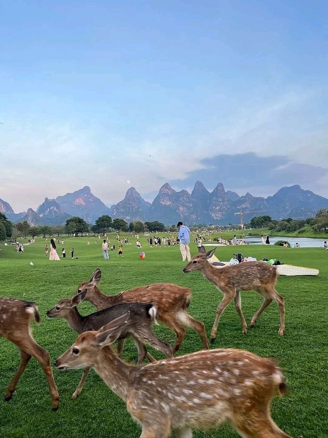 “Yulong River: Bamboo Rafts, Karst Peaks & Countryside Dreams – A Quiet Escape near Yangshuo”