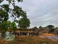 🐘 Up Close with Elephants at Udawalawe National Park