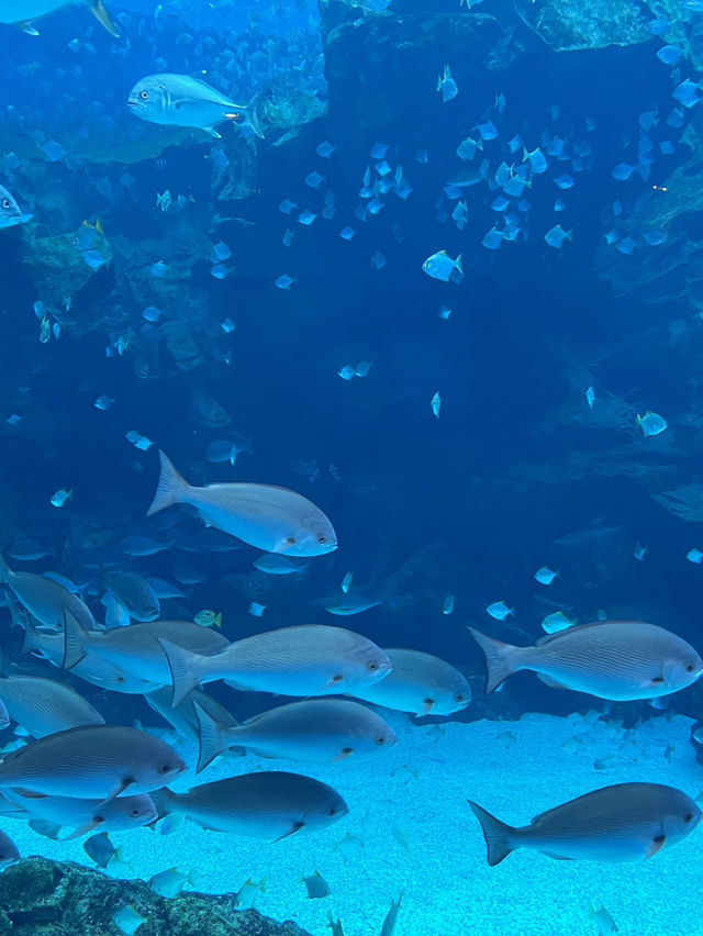 桃園Xpark藍色浪漫之旅：一次沉浸海底世界的夢幻體驗