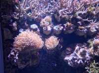 DMM水族館