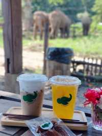 Chiang Mai ☕ Coffee Hopping – Café Gems in Nature