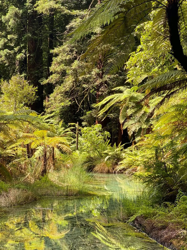 Rotorua Sky Bridge: A Walk Among the Trees