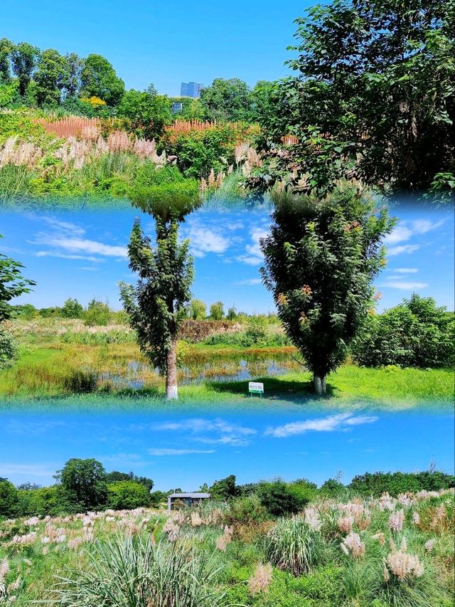 誤闖成都天府騎行綠道