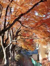 Lake Kawaguchi Maple Corridor🗻🍁 河口湖もみじ回廊
