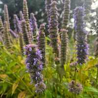 Kew Gardens (큐 가든, Royal Botanic Gardens)