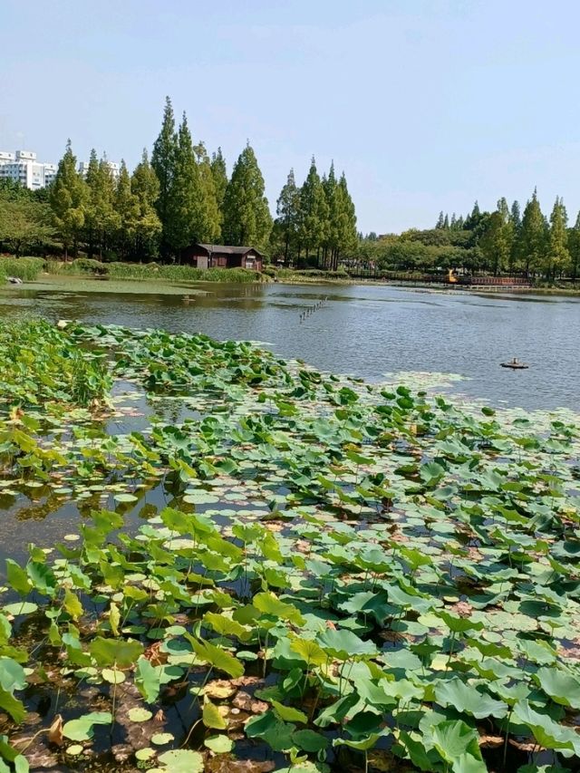 산책하기 좋은 연지공원