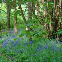 Danes Wood – Woodland Charm in Killerton Estate, Devon