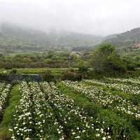🌋🌸 Yangmingshan – Taipei’s Mountain Escape 🌳✨