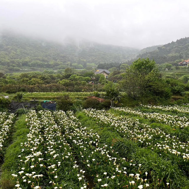 🌋🌸 Yangmingshan – Taipei’s Mountain Escape 🌳✨ 🌋🌸 Yangmingshan – Taipei’s Mountain Escape 🌳✨