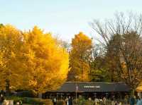 🍁 Autumn Whispers at Ueno Park