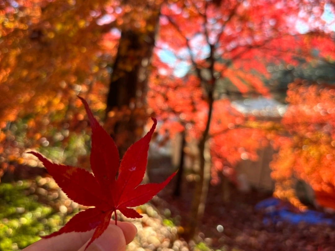 360度真っ赤に染まる🔥花貫渓谷 | Trip.com 高萩