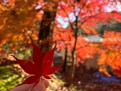 360度真っ赤に染まる🔥花貫渓谷 | Trip.com 高萩