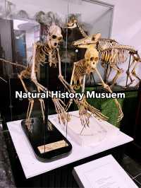 Must-Visit Marvel: The Natural History Museum Kucching