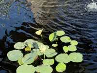 Brooklyn Botanic Garden