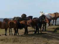 A Fiery Beauty in the Heart of North Iceland