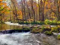 青森小眾秘境！奧入瀨溪流14公裡絕美徒步攻略🚶‍♀