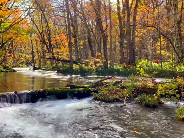 青森小眾秘境！奧入瀨溪流14公裡絕美徒步攻略🚶‍♀