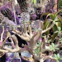 University of California Botanical Garden