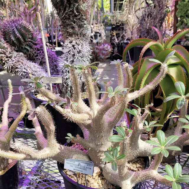 University of California Botanical Garden University of California Botanical Garden