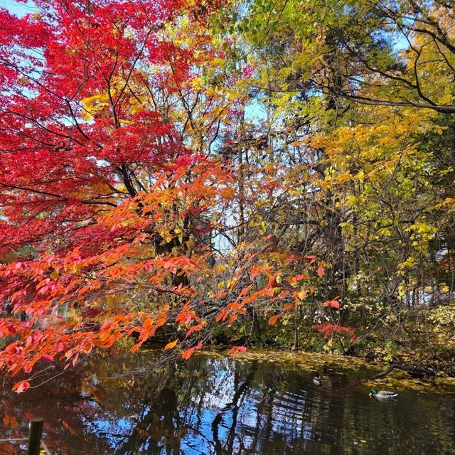 札幌人氣地標秋意盎然 打卡必去✨️