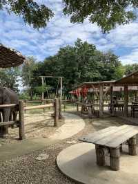 치앙마이 시내에서 20분만 가면 볼 수 있는 코끼리카페