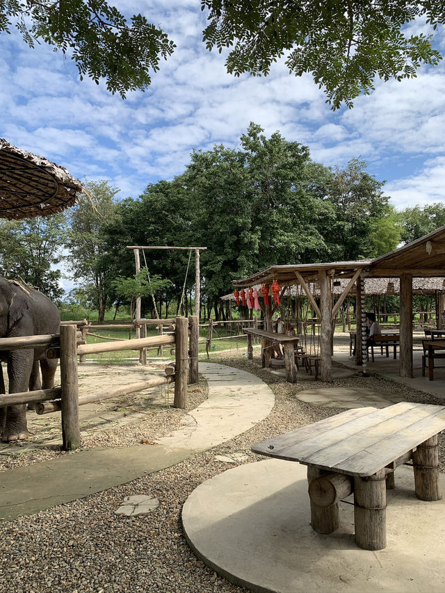 치앙마이 시내에서 20분만 가면 볼 수 있는 코끼리카페 치앙마이 시내에서 20분만 가면 볼 수 있는 코끼리카페