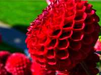 ๐ฟ Karlsruhe Botanical Garden โ Calm Paths, Glasshouses & Classic Beauty