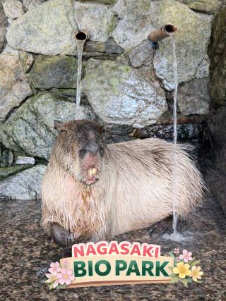 優勝🏆 湯けむりカピバラにとろける♡長崎バイオパーク🤎