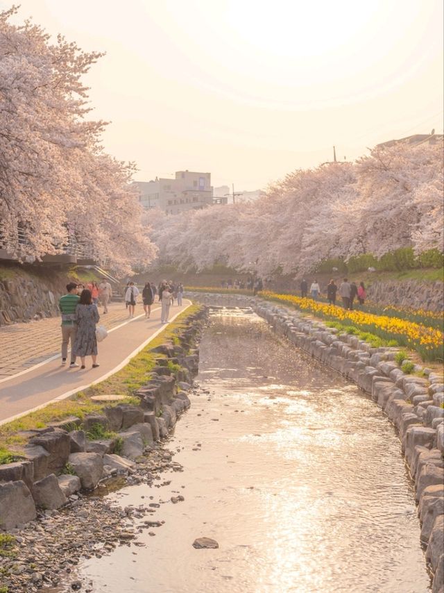 울산의 벚꽃 메인스팟은 여기"궁거랑 꽃담길"