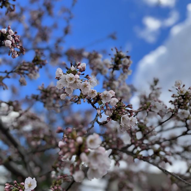 Spring is here🥳🥳🥳 Cherry Blossom 🌸 