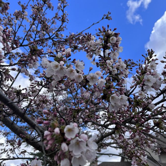 Spring is here🥳🥳🥳 Cherry Blossom 🌸 