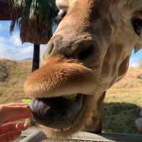 The Living Desert Zoo