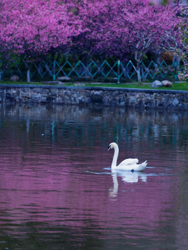 Nanjing Incredible site of Cherry Blossom 🌸