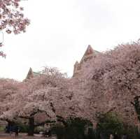 曇天の中でも鮮やかに映える桜とワシントン大学(シアトル)