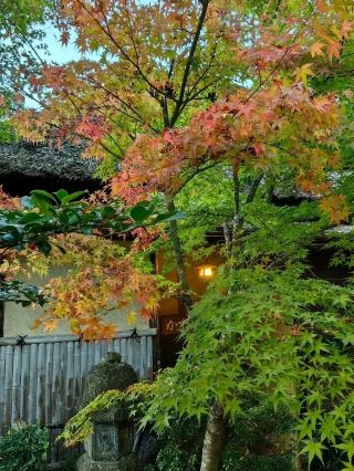 이야 온천(Iya Onsen) | 가을 산자락에 숨겨진 온천 휴양지