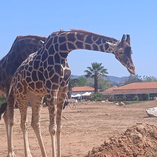 Attica Zoological Park 🐪