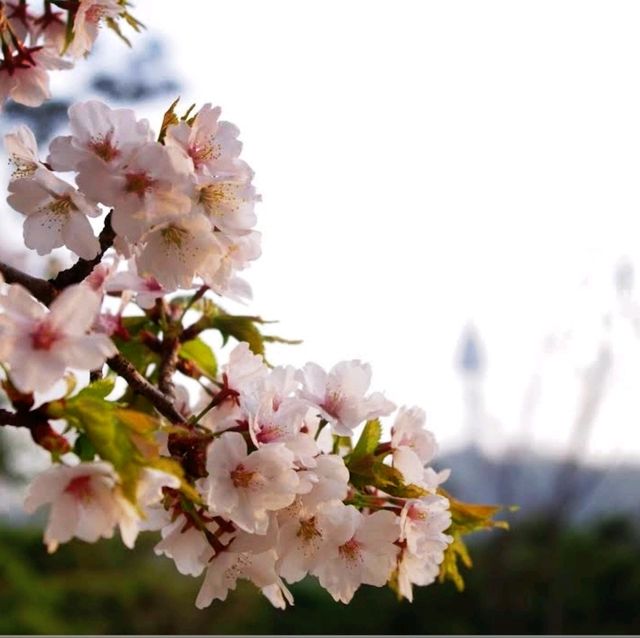 《首爾南山公園》🌸隨便一條登山步道都是賞櫻的絕佳地點🌸