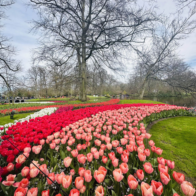 Flower Power: My Bloomin' Fantastic Keukenhof