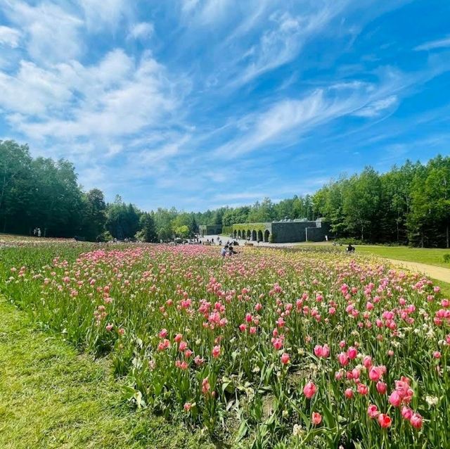 🌸國營瀧野鈴蘭丘陵公園🌸一整片鬱金香花海
